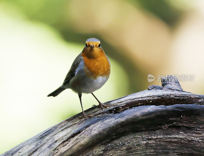 罗宾(红心rubecula)