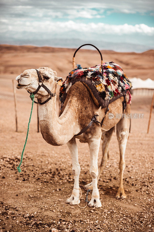 撒哈拉沙漠的单峰骆驼