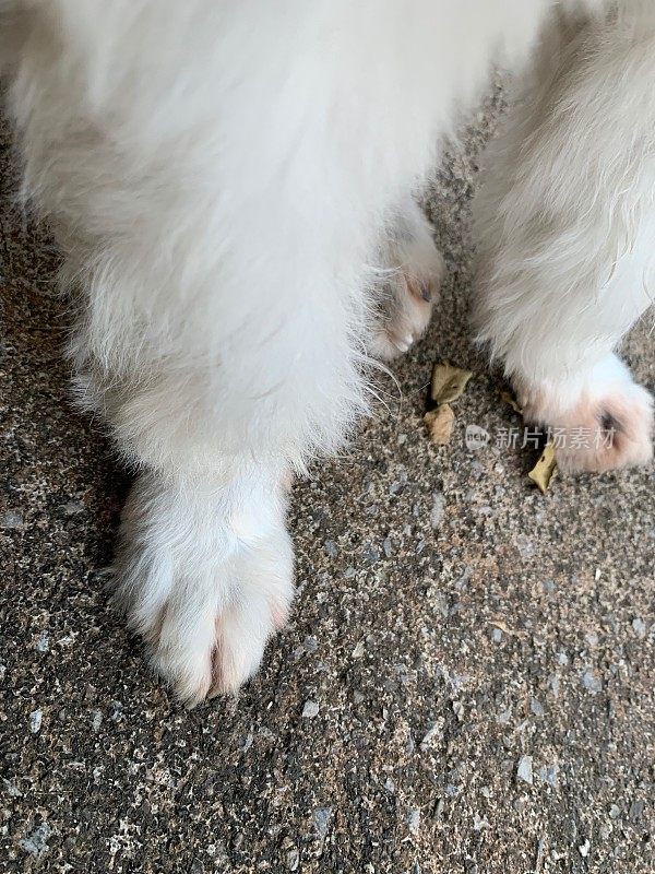 白色的狗脚的特写图像