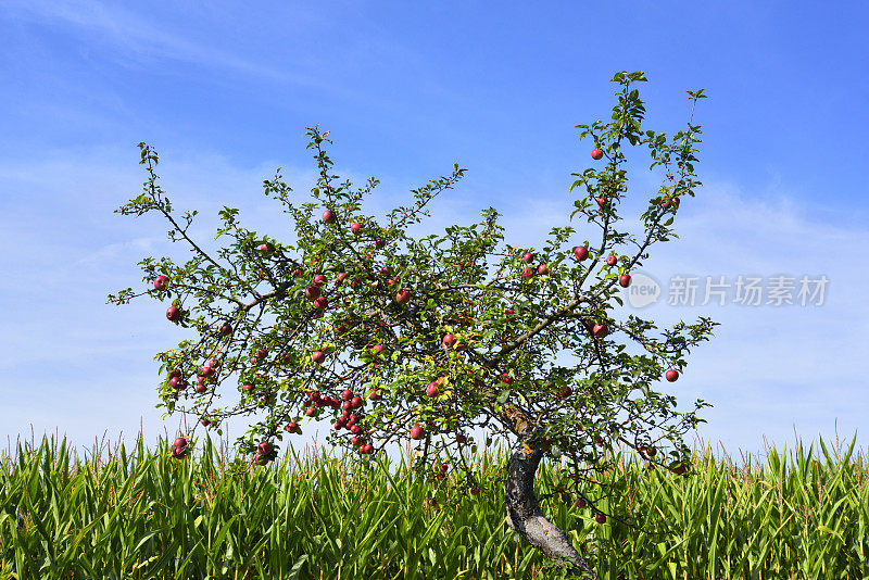 苹果树