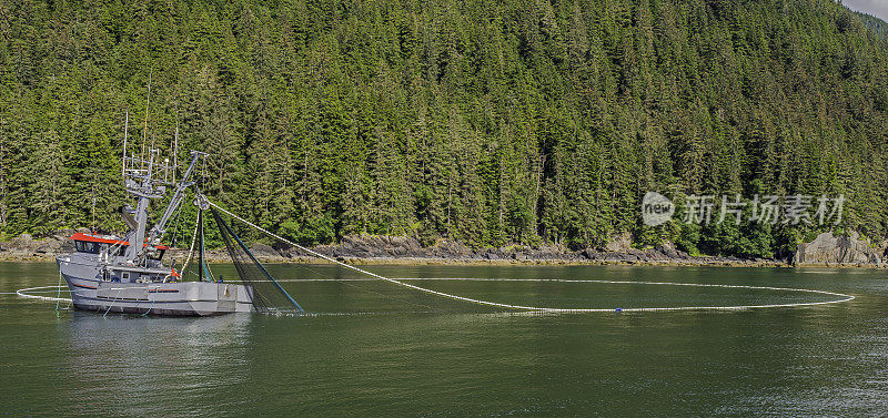 在水中用网围网渔船的围网。阿拉斯加东南部的弗雷德里克海湾。