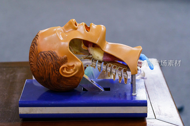 头部人体模型和插管用于心脏生命支持训练。