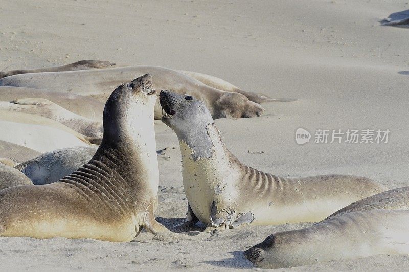 圣西蒙象海豹