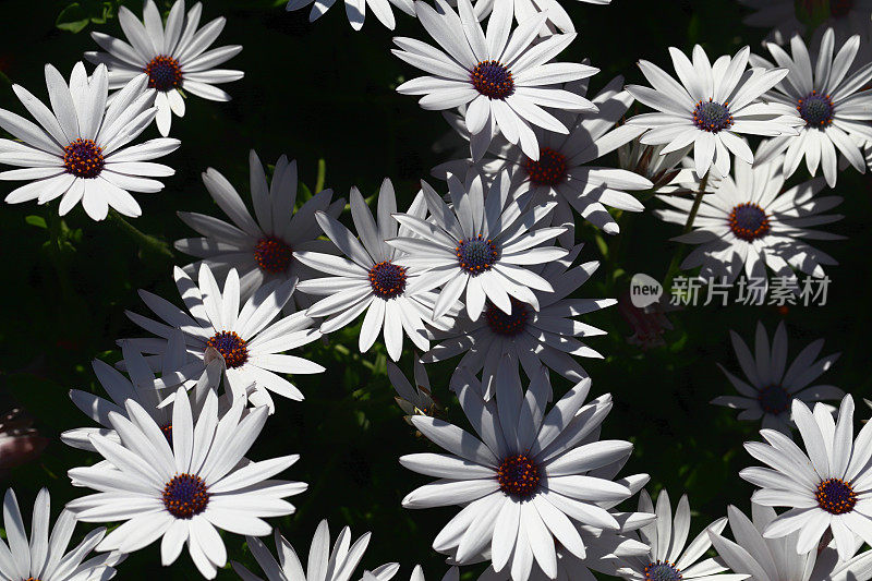 雏菊白色Gazania特写花拷贝空间