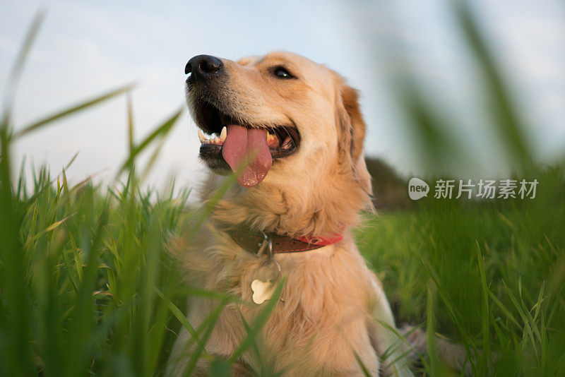 金毛猎犬坐在草地上。