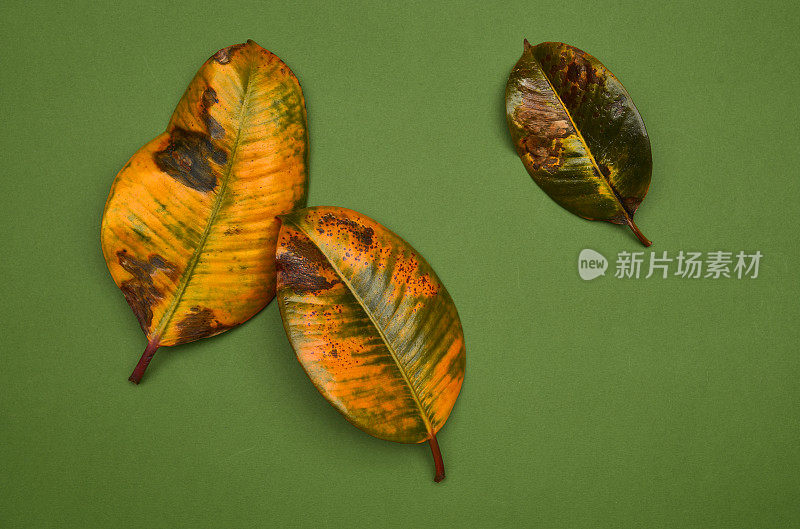 橡胶植物的老叶子在绿色的背景上