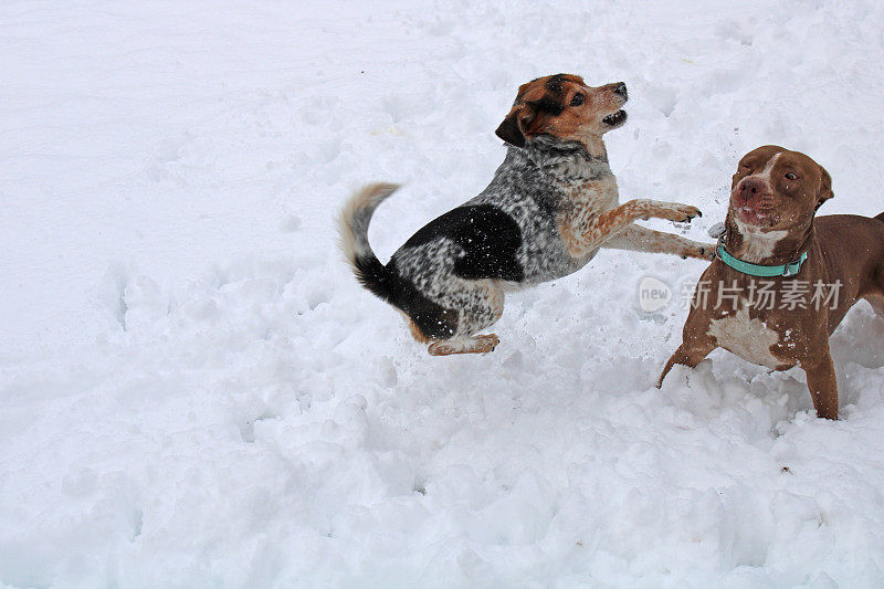 快乐的狗狗在后院玩雪