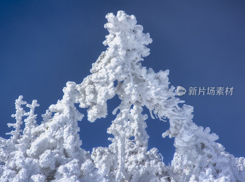 蓝蓝的天空上飘雪结霜的冷杉树