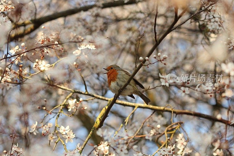 知更鸟在花树上歌唱