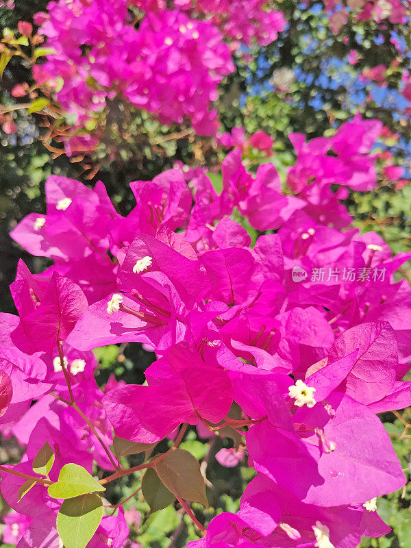 叶子花属花