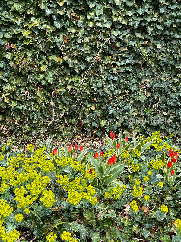 春季，加拿大多伦多市爱德华兹花园的郁金香和雪花