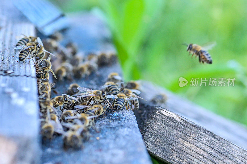 蜜蜂在蜂巢周围飞舞——近距离观察