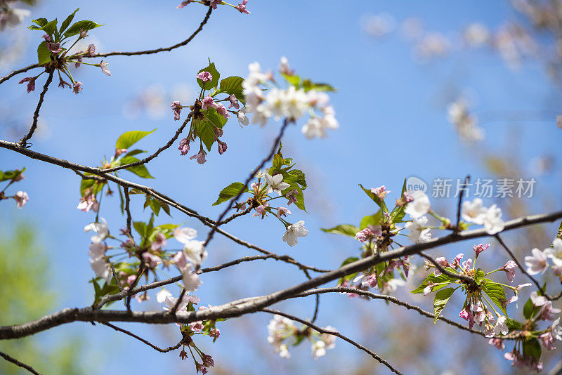 樱花樱花