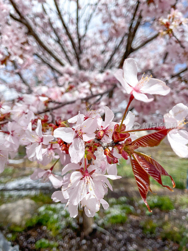 春天，加拿大多伦多市爱德华兹花园的樱花与雪盛开