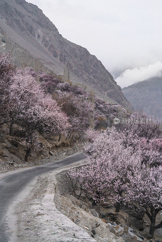 巴基斯坦北部杏花美景
