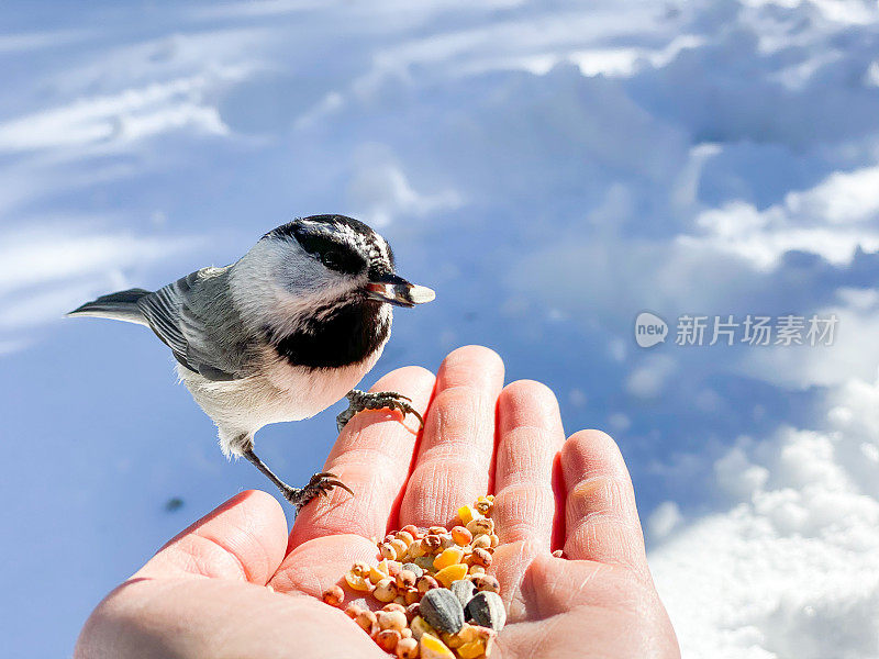 在太浩湖的森林里，人们和孩子们在雪地里和野山雀玩耍。