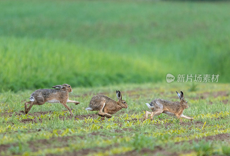 三个欧洲野兔