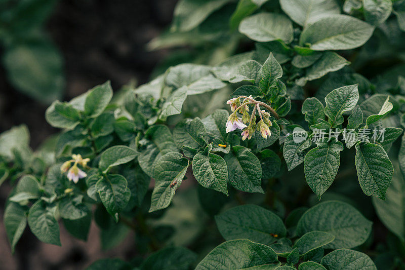 土豆植物。特写镜头。