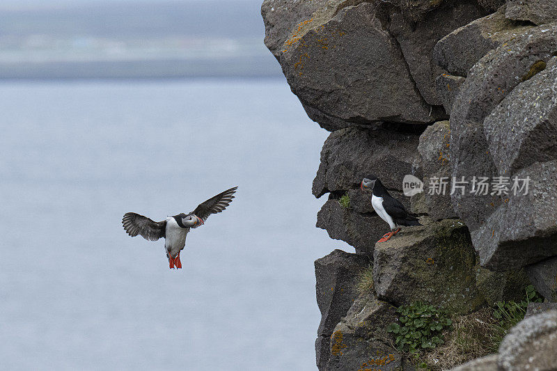 大西洋海雀