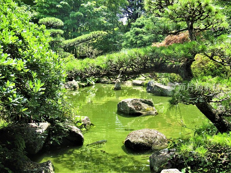 小池塘鲤鱼在传统的日本花园。