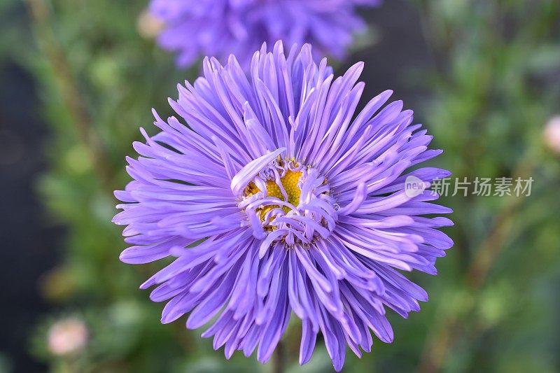 紫菀五彩花微距照片