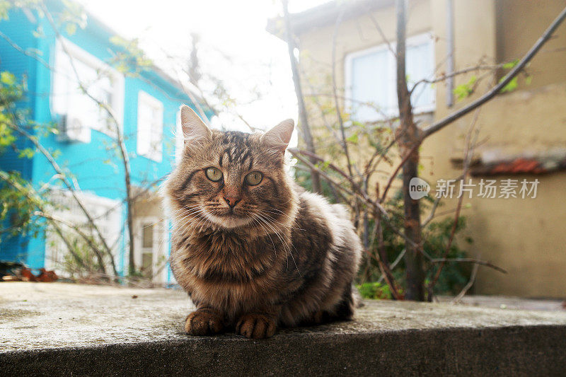 只流浪猫