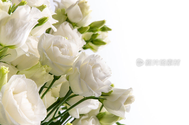 美丽的花束，白色的桔梗或白色背景上的花。