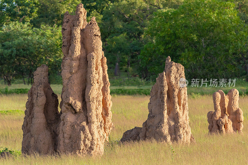 白蚁丘，澳大利亚北领地