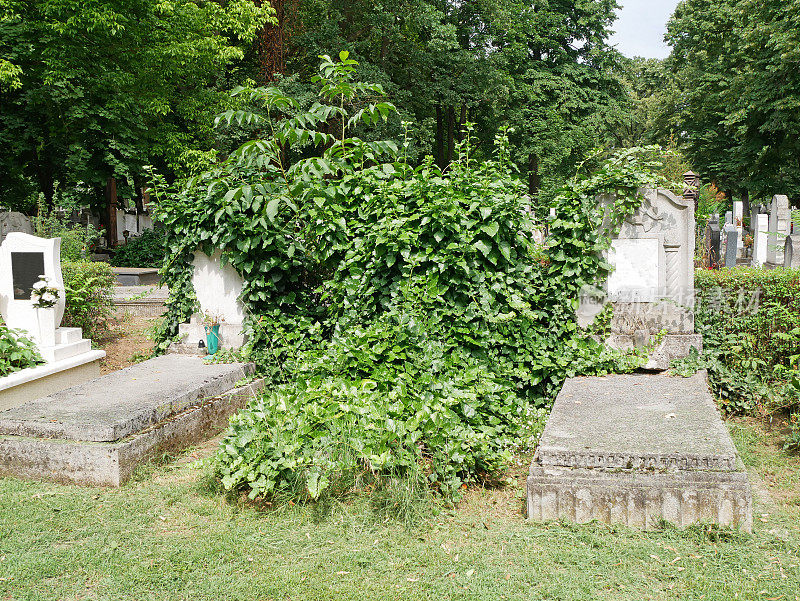 公共墓地里的墓碑