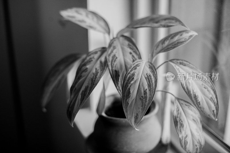 室内植物