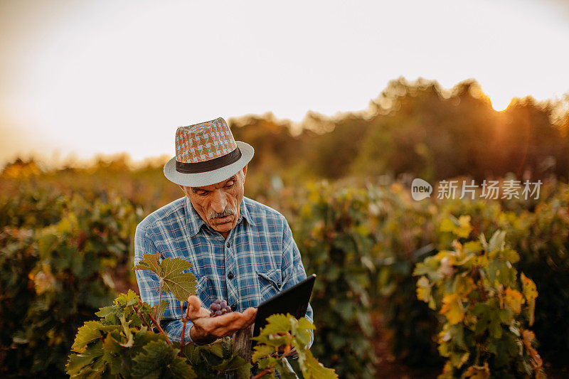 在葡萄园里摘葡萄