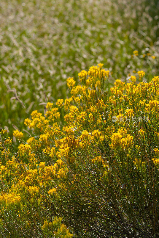 橡胶Rabbitbrush