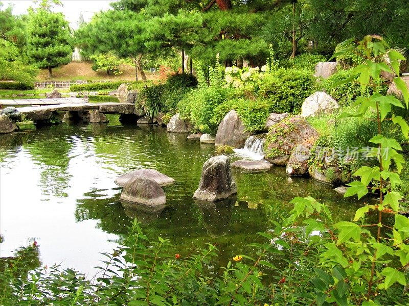 日本。8月。石川县小松市美丽的日本花园。