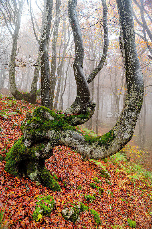 普里莫尔斯卡高原的秋天，朱利安阿尔卑斯，斯洛文尼亚，欧洲