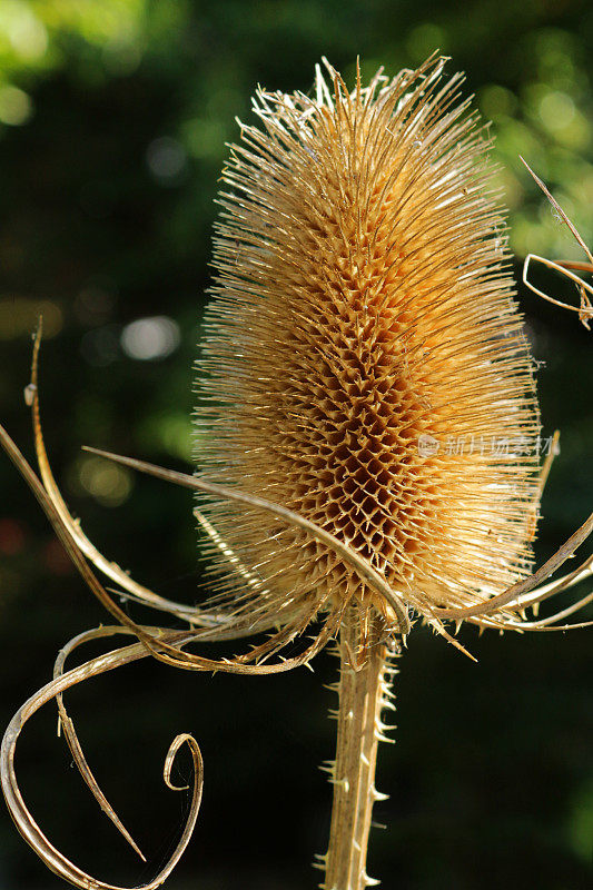 在阳光明媚的秋天，后花园常见断续(续断续)种子头的特写图像，聚焦前景