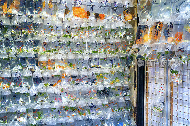 香港金鱼市场