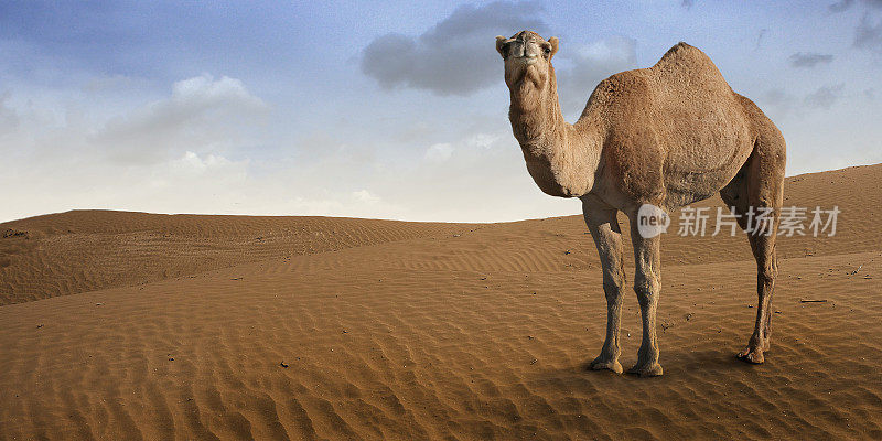 骆驼站在沙漠前。