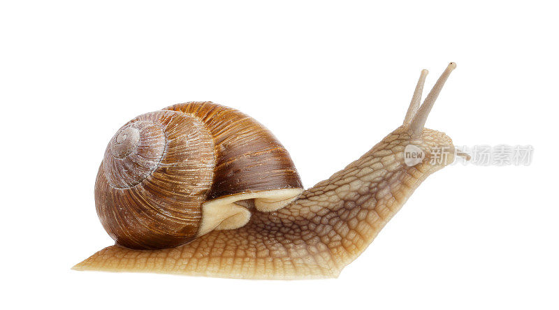 勃艮第蜗牛(石榴螺旋)