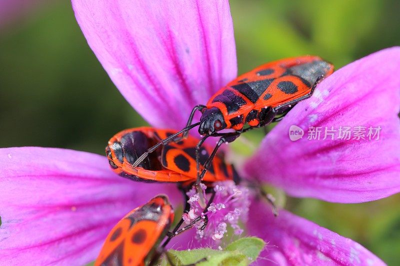 三火虫虫上紫锦葵花宏