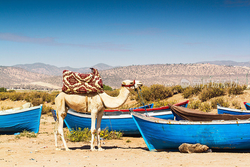 骆驼和船
