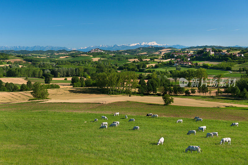 意大利皮埃蒙特的蒙费拉托丘陵绿地上，奶牛在吃草
