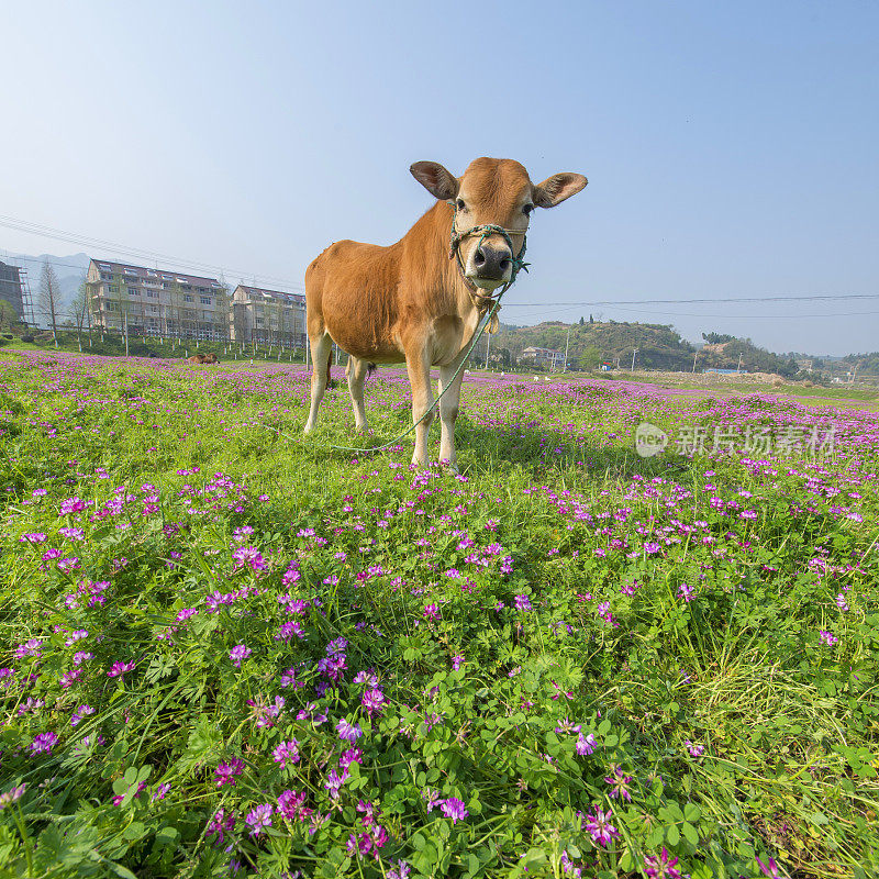 牛和草原