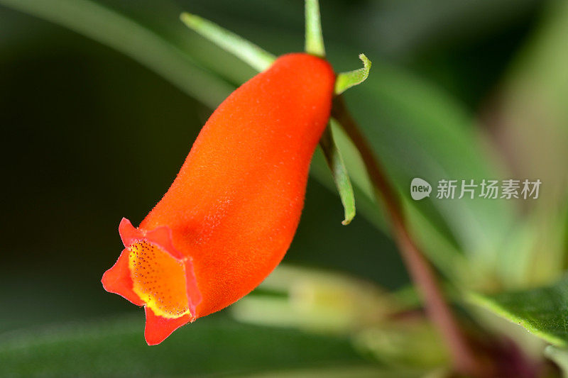 橙色猪笼草或食肉植物花