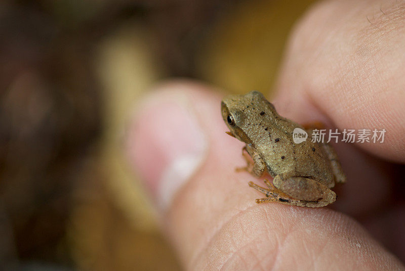 春雨蛙