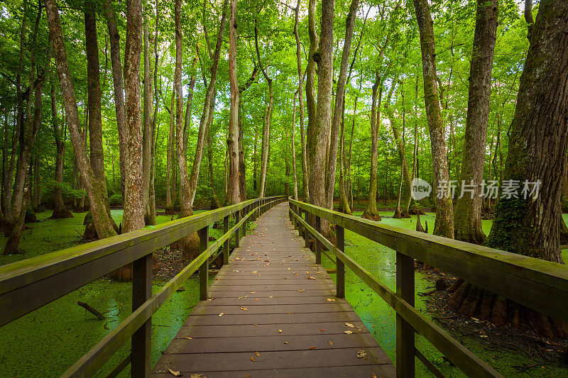 美国路易斯安那州沼泽上的木板路