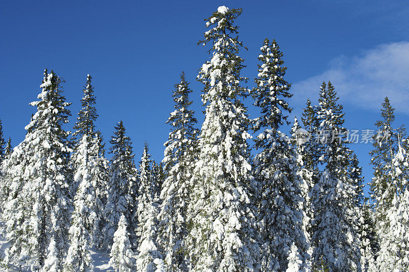 冬天的一天，Trysil，古老的挪威云杉被白雪覆盖