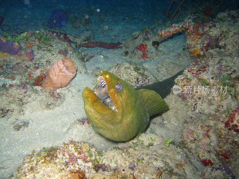 加勒比海的绿色海鳗
