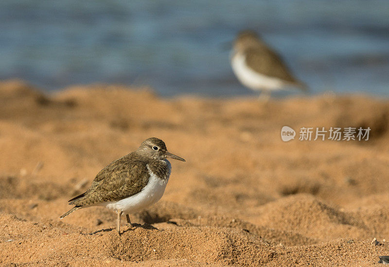 普通鹬在海滩上休息