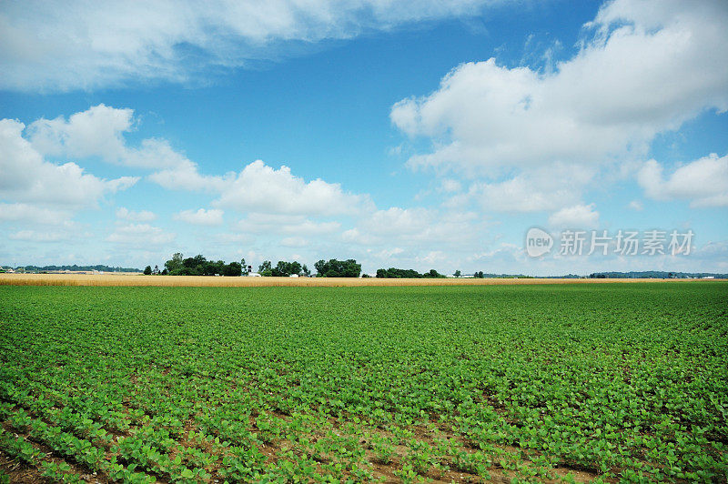 印第安纳州春天的大豆和小麦农场