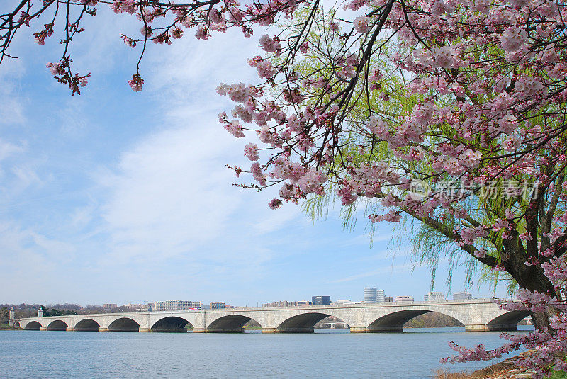 华盛顿特区波多马克河上的樱花和桥